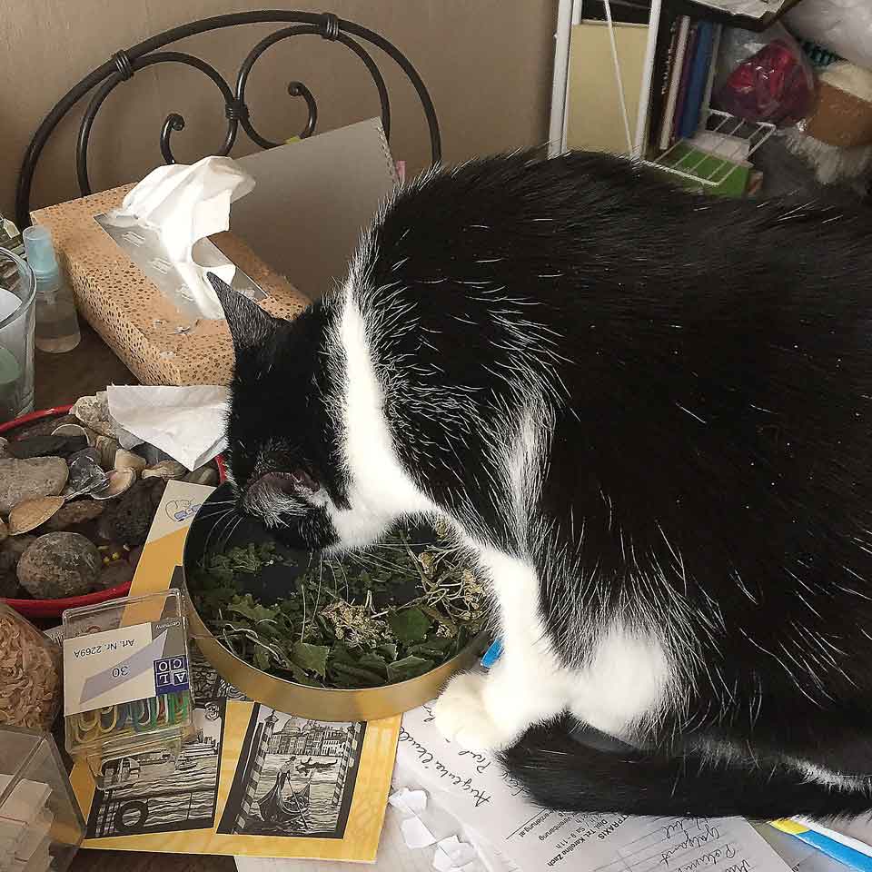 Katze frisst