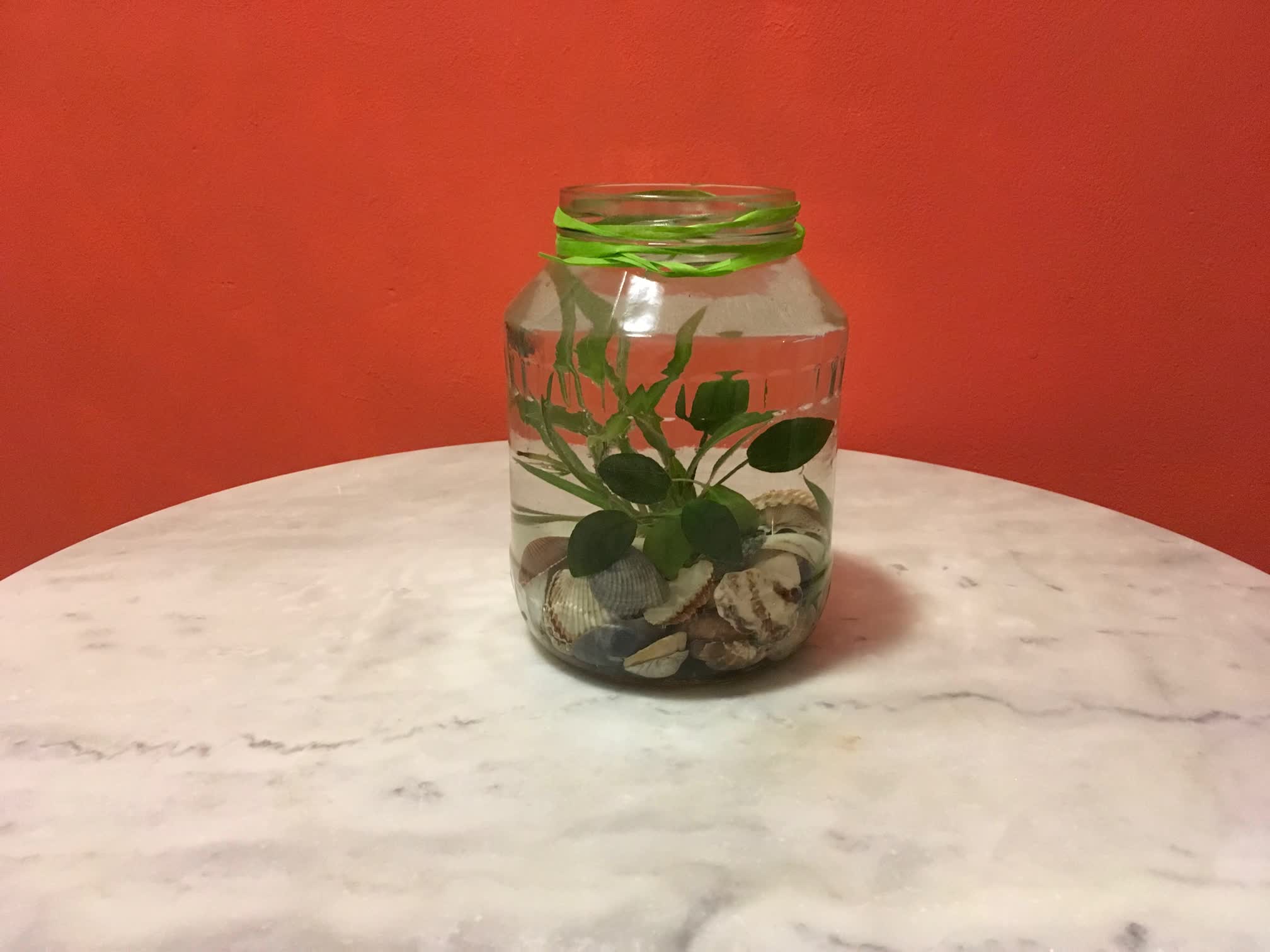 Pflanzenaquarium